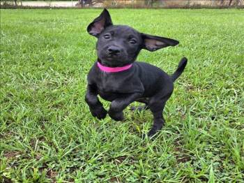Labrador Retriever and Mixed Breed Dogs Available for Adoption in Grovetown, Georgia - ZANDAYA | PetCurious