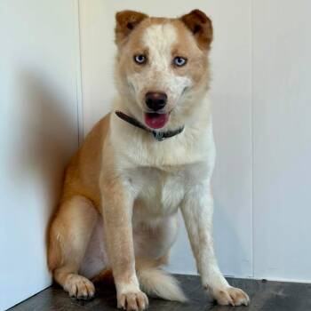 Chai -  Husky Dog for Adoption in Alma, Michigan - Chai | PetCurious