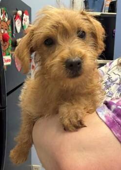 Terrier and Mixed Breed Dogs Available for Adoption in Morristown, New Jersey - Red | PetCurious