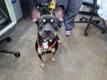 Mixed Breed Dogs Available for Adoption - STICH | PetCurious