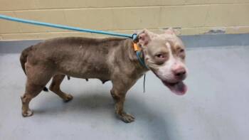BINGO -  Pit Bull Terrier and Mixed Breed Dog for Adoption in Tulsa, Oklahoma - BINGO | PetCurious