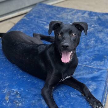 Pinot -  Labrador Retriever and Pit Bull Terrier Dog for Adoption in Rockville, Maryland - Pinot | PetCurious