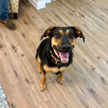 Jennie Jane Home Sweet Home -  Doberman Pinscher and German Shepherd Dog Dog for Adoption in Friendswood, Texas - Jennie Jane Home Sweet Home | PetCurious