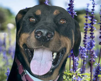 Rescue Rottweiler Dogs for Adoption in Gilbert, Arizona - Kobe #2 2025 | PetCurious