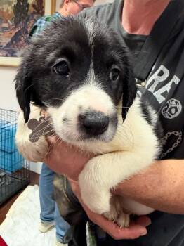 Blair - Halloween Litter -  Anatolian Shepherd and Hound Dog for Adoption in Holly Springs, North Carolina - Blair - Halloween Litter | PetCurious