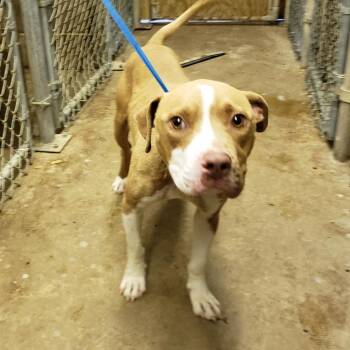 Pit Bull Terrier and Mixed Breed Dogs Available for Adoption in Austin, Texas - Woody | PetCurious