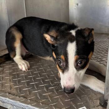 Rosy -  Beagle and Mixed Breed Dog for Adoption in Roxboro, North Carolina - Rosy | PetCurious