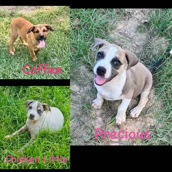 Chicken, little, coffee, precious -  American Bulldog Dog for Adoption in Seaside Heights, New Jersey - Chicken, Little, Coffee, Precious | PetCurious
