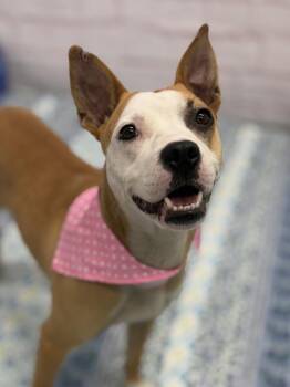 Rasta -  Cattle Dog and Mixed Breed Dog for Adoption in Detroit, Michigan - Rasta | PetCurious