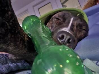 Tyson -  Mixed Breed Dog for Adoption in Atlanta, Georgia - Tyson | PetCurious