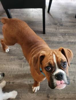 Boxer Dogs Available for Adoption in Twin Lakes, Wisconsin - Baxter 269 | PetCurious