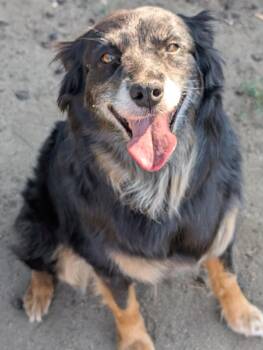 Mavis -  Australian Shepherd Dog for Adoption in Coeur D