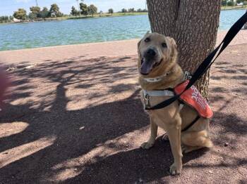 TANNER -  Australian Cattle Dog Blue Heeler and Chow Chow Dog for Adoption in Phoenix, Arizona - TANNER | PetCurious