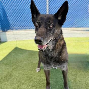 Jack -  Belgian Shepherd Malinois and Mixed Breed Dog Available for Adoption in Hawthorne, California - Jack | PetCurious