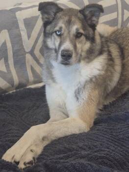 Rocky V -  Siberian Husky Dog for Adoption in Sumter, South Carolina - Rocky V | PetCurious