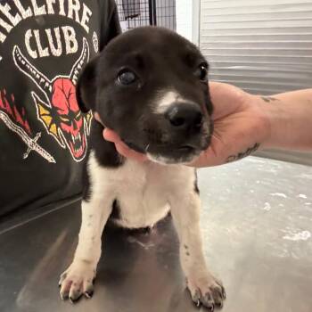 Labrador Retriever and Mixed Breed Dogs Available for Adoption in Clanton, Alabama - Whiskey | PetCurious
