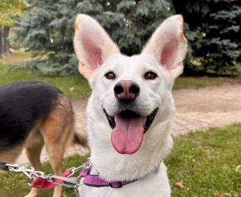 Rescue Husky Dogs for Adoption in Oakville, Ontario - Autumn | PetCurious