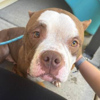 Sweet Cream -  Staffordshire Bull Terrier Dog for Adoption in Nashville, Tennessee - Sweet Cream | PetCurious