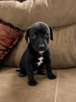 Labrador Retriever and Terrier Dogs Available for Adoption in Princeton, Massachusetts - Yankee | PetCurious