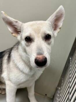 Ella Enchanted -  Mixed Breed Dog for Adoption in Wichita, Kansas - Ella Enchanted | PetCurious