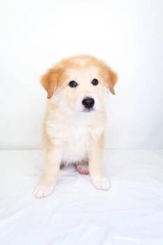 Jesse -  Great Pyrenees Dog Available for Adoption in Bixby, Oklahoma - Jesse | PetCurious