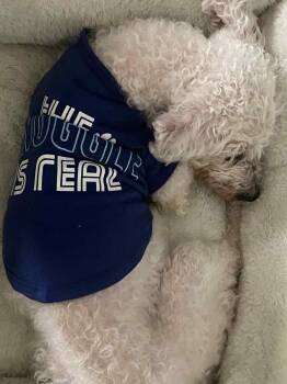 Rescue Maltipoo Dogs for Adoption in Bloomington, Illinois - Foffie | PetCurious