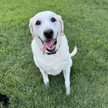 King Jacob -  Labrador Retriever Dog for Adoption in Fort Worth, Texas - King Jacob | PetCurious