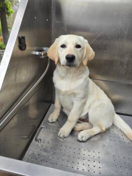 Labrador Retriever Dogs Available for Adoption in Los Angeles, California - Elvis & Nova | PetCurious