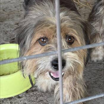 Bullwinkle "Bo Bo" -  Mixed Breed Dog for Adoption in Pittsburg, Kansas - Bullwinkle "Bo Bo" | PetCurious