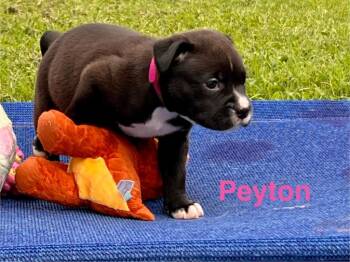 Peyton -  Labrador Retriever and Pit Bull Terrier Dog for Adoption in Valley Park, Oklahoma - Peyton | PetCurious