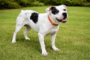 Pit Bull Terrier Dogs Available for Adoption in Maryville, Tennessee - Momma | PetCurious