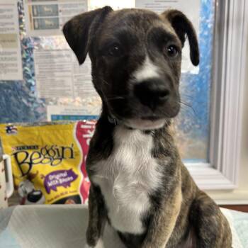 Biggie -  Mixed Breed Dog for Adoption in Uniontown, Pennsylvania - Biggie | PetCurious