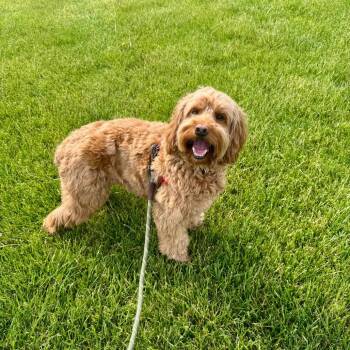 Cockapoo Dogs Available for Adoption in Farmersville, Ohio - Teddy | PetCurious