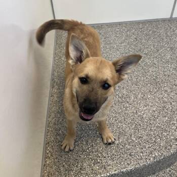 Gherkin -  Shepherd and Mixed Breed Dog for Adoption in Kanab, Utah - Gherkin | PetCurious