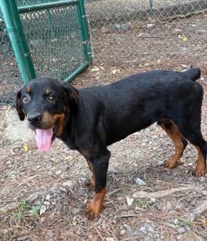 Preston -  Rottweiler Dog for Adoption in Little Rock, Arkansas - Preston | PetCurious