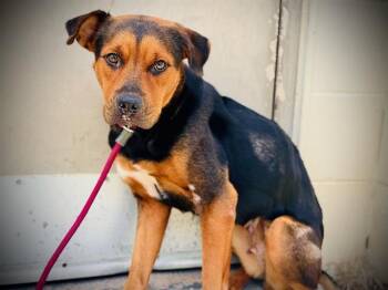 Rescue Rottweiler and Pit Bull Terrier Dogs for Adoption in Orlando, Florida - PEPPER | PetCurious
