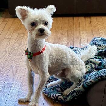 Jericho -  Maltese Dog for Adoption in Minneapolis, Minnesota - Jericho | PetCurious