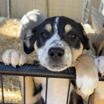 Rescue Mixed Breed Dogs for Adoption in Moab, Utah - Neopolitan | PetCurious