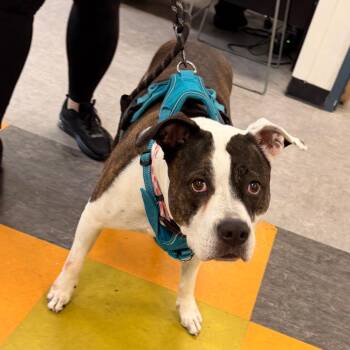 Valentina -  Mixed Breed Dog for Adoption in Philadelphia, Pennsylvania - Valentina | PetCurious