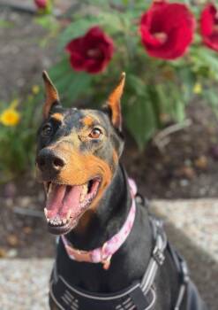 Doberman Pinscher Dogs Available for Adoption in Pflugerville, Texas - Zoya | PetCurious