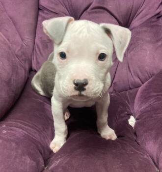 Pit Bull Terrier Dogs Available for Adoption in Hamburg, New Jersey - Oliver  | PetCurious