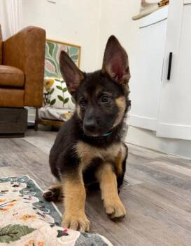 Lacey Wigglebutt -  German Shepherd Dog and Shepherd Dog for Adoption in Friendswood, Texas - Lacey Wigglebutt | PetCurious
