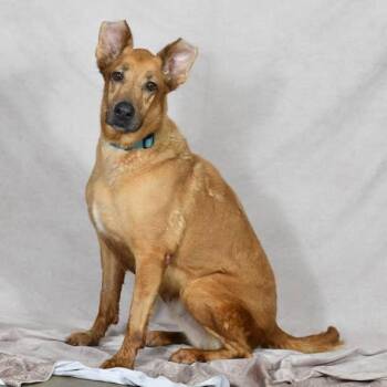 Pongo -  German Shepherd Dog Dog for Adoption in Defuniak Springs, Florida - Pongo | PetCurious