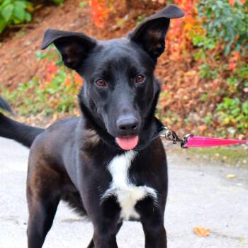 Pluto -  Mixed Breed Dog for Adoption in Warwick, Rhode Island - Pluto | PetCurious