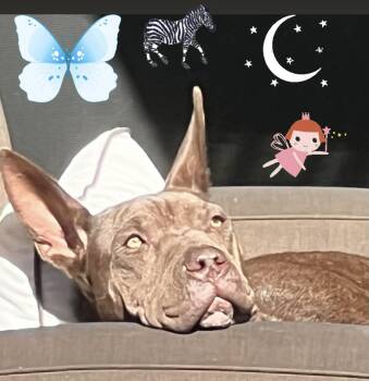 Rescue Pit Bull Terrier and Shar Pei Dogs for Adoption - Janey - Best Girl In The World | PetCurious