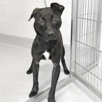George -  Mixed Breed Dog for Adoption in Franklin, Tennessee - George | PetCurious