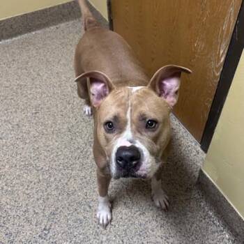 Marcus -  Mixed Breed Dog for Adoption in Merriam, Kansas - Marcus | PetCurious