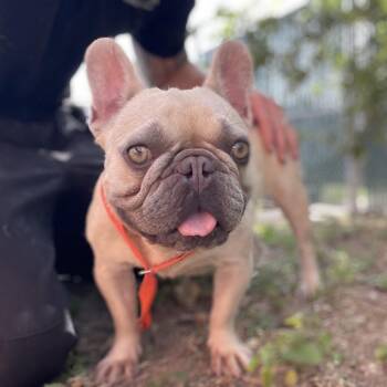 Eclair -  French Bulldog and Mixed Breed Dog for Adoption in Wimberley, Texas - Eclair | PetCurious