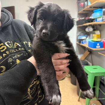 Cattle Dog Dogs Available for Adoption - Blueberry | PetCurious