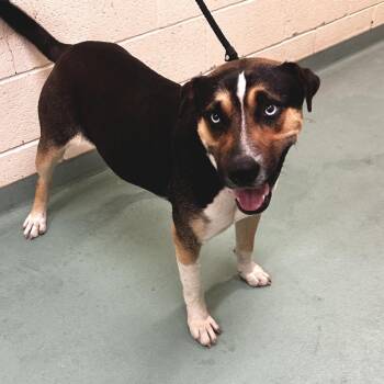 Mixed Breed Dogs Available for Adoption - Croqueta | PetCurious